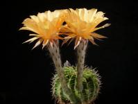 Thumbnail of 2013_Echinopsis Hybride orange_20180508_01-001.JPG